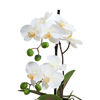 Изображение Орхидея искусственная FLORISTA H:35 см. 10213956