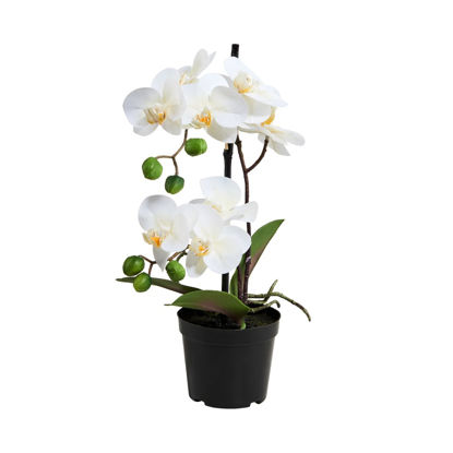 Зображення Орхідея штучна FLORISTA H:35 см. 10213956