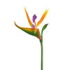 Зображення Квітка штучна FLORISTA L:60 см. 10217896