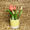 Зображення Горщик для квітів EARLY SPRING 10221880