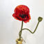 Зображення Мак штучний FLORISTA H:60 см. 10224125