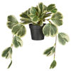 Изображение Пеперомия искусственная в горшке FLORISTA 40х35х20 см. O:35 см. H:20 см. L:40 см. 10230403