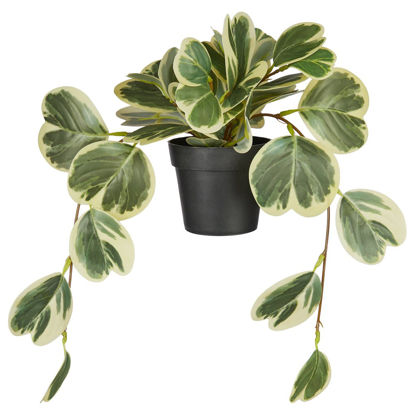 Изображение Пеперомия искусственная в горшке FLORISTA 40х35х20 см. O:35 см. H:20 см. L:40 см. 10230403