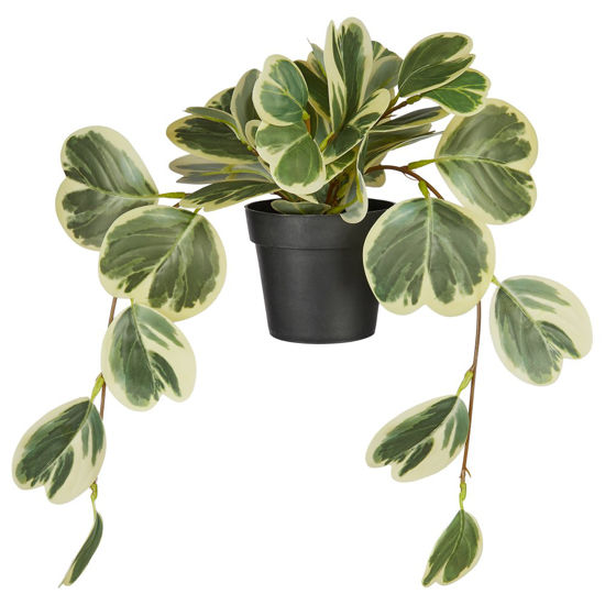 Изображение Пеперомия искусственная в горшке FLORISTA 40х35х20 см. O:35 см. H:20 см. L:40 см. 10230403